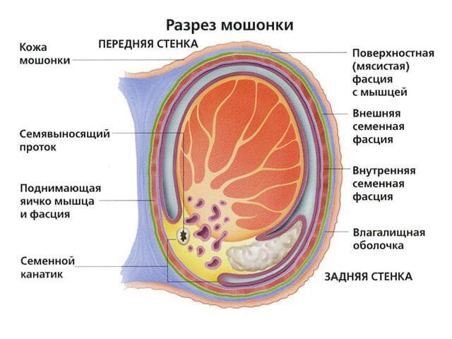 Tightening the scrotum improves its appearance