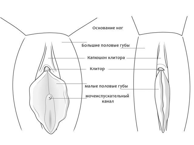 Resection of the genital lips on the labia minora