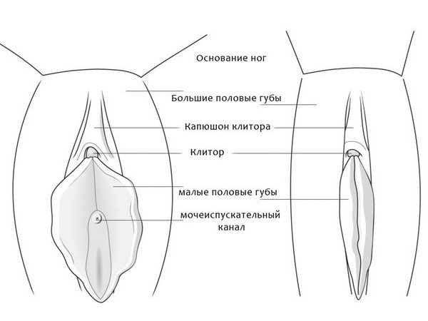 The structure of the vulva