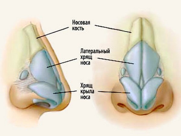 Nose structure