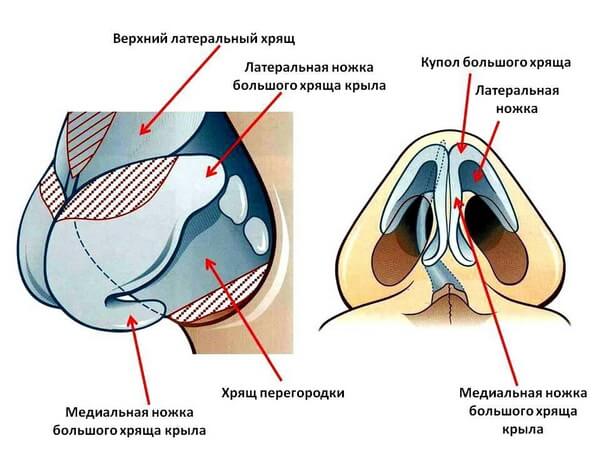 Anatomical structure of the tip of the nose